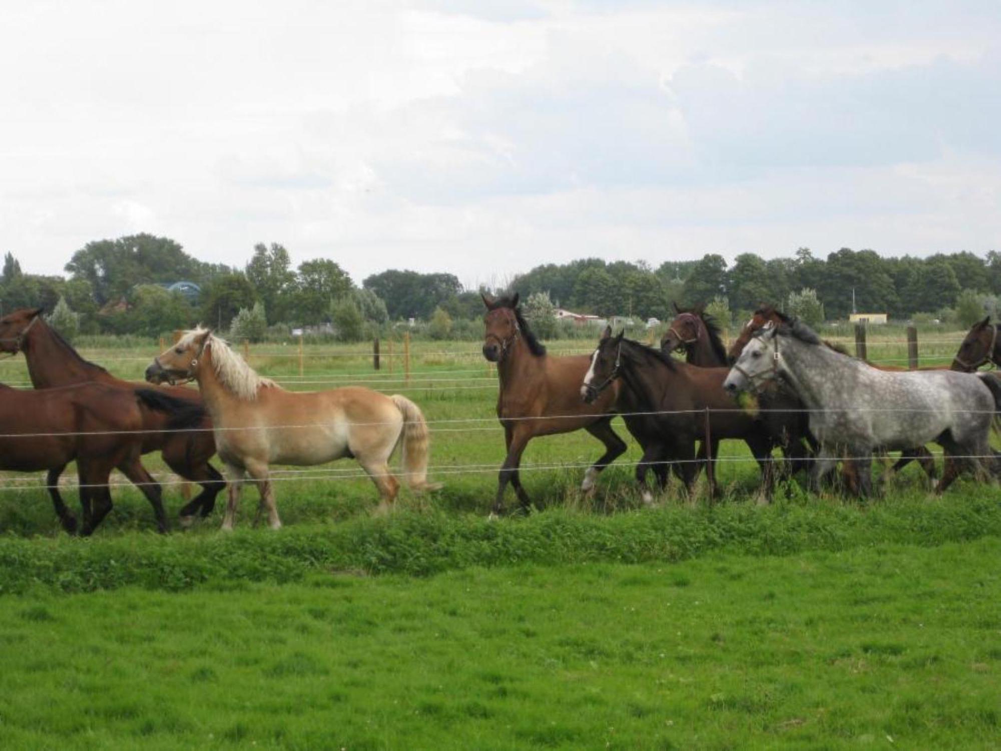 Ferienwohnungen Luisenhof Paretz Exteriér fotografie